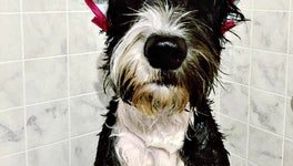 18 Dogs Who Don't Approve Of This Water Torture You Call "Bath Time"