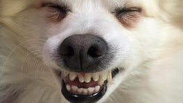 14 Dogs Goofing Off For Toothy Tuesday
