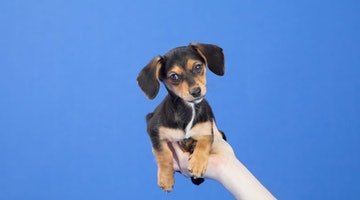 What Causes Eye Boogers in Dogs?