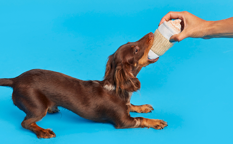 Pull On Your Sweaters & Breathe In The Puppy Spice With September's BarkBox: AN AUTUMN TAIL